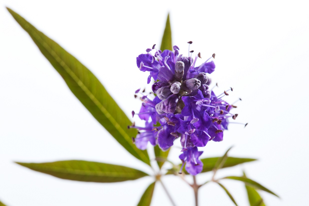 Pre-Menstrual Syndrome - A Naturopathic Approach